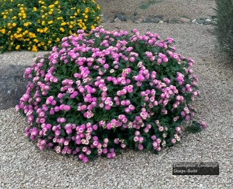 Purple Lantana 2