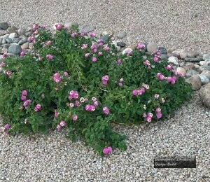 Purple Lantana
