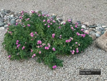 Purple Lantana