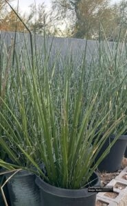 Red Yucca thumbnail