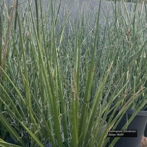Red Yucca