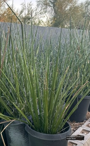 Red Yucca