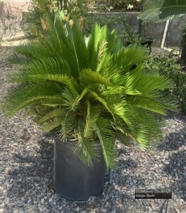 Sago Palm thumbnail