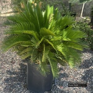 Sago Palm