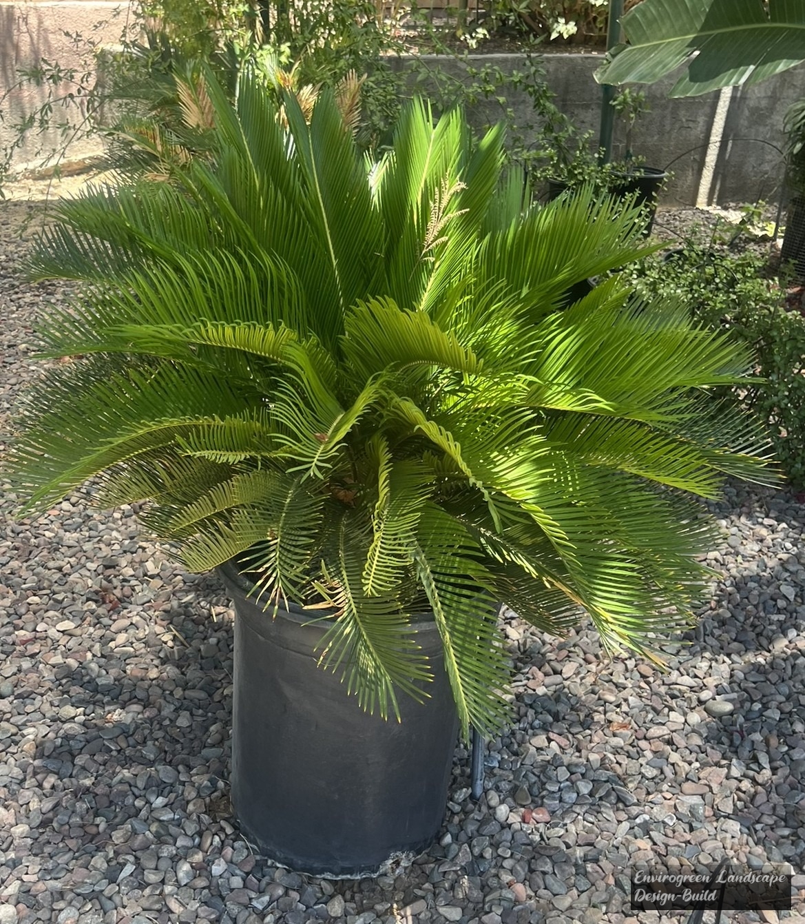Sago Palm