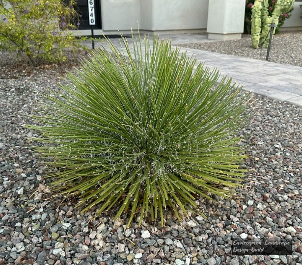 Serrated Desert Spoon