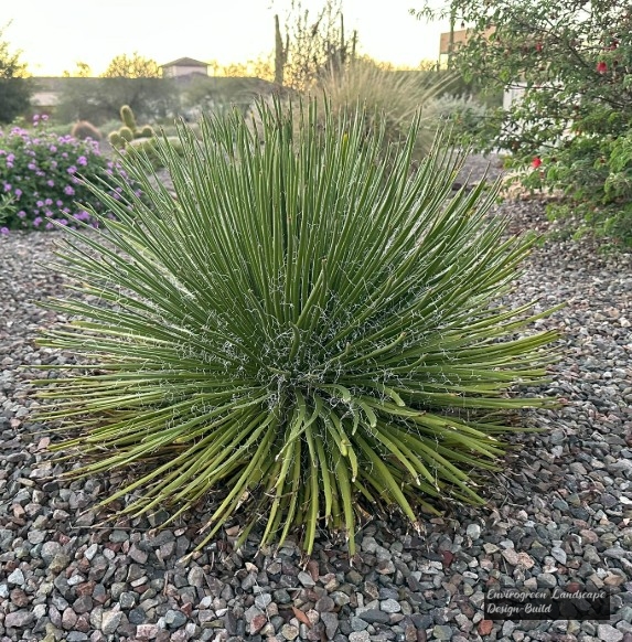 Serrated Desert Spoon