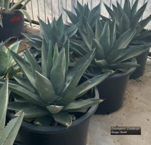 Sharkskin Aloe thumbnail