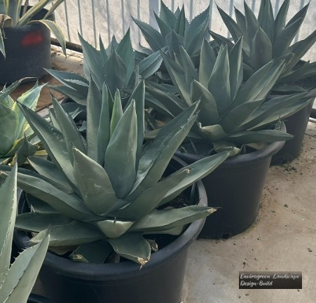 Sharkskin Aloe