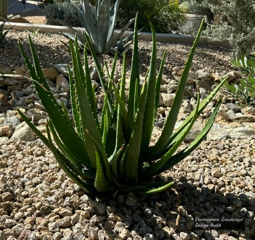 Starfish Aloe