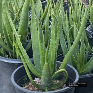 Starfish Aloe