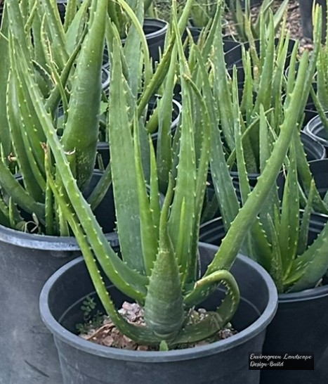 Starfish Aloe