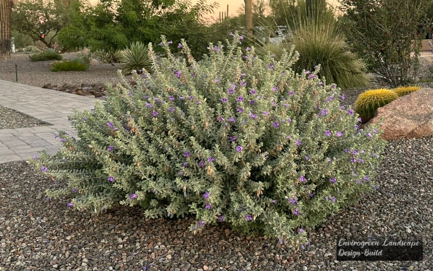 Texas Sage