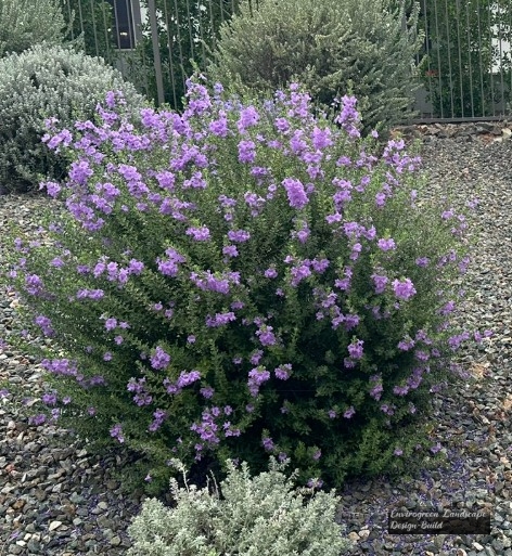 Texas Sage
