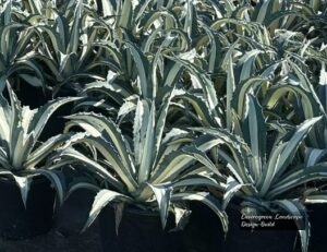 Variegated Agave thumbnail