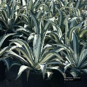 Variegated Agave