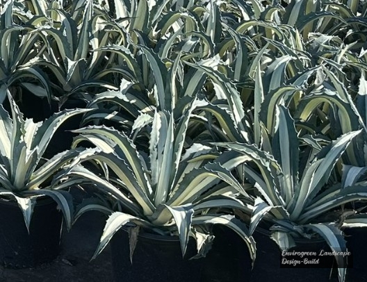 Variegated Agave