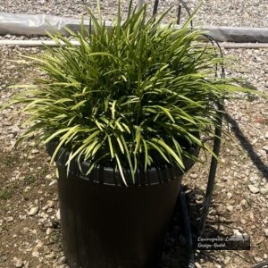 Variegated Liriope