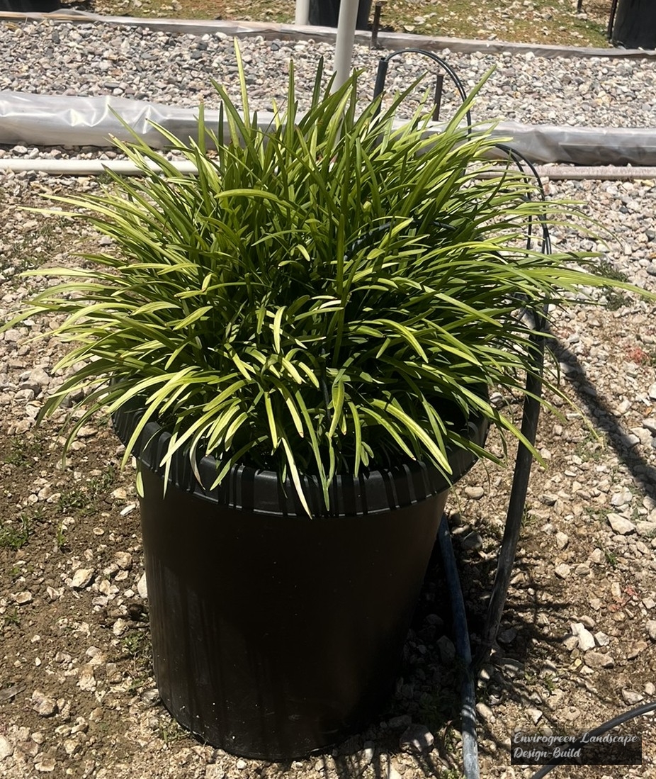 Big Blue Lilyturf
