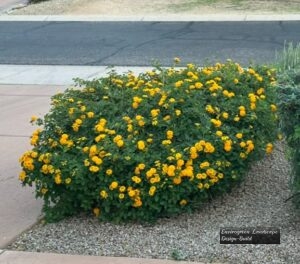 Yellow Lantana 2 thumbnail