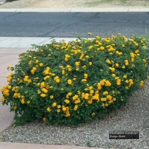 Yellow Lantana 2