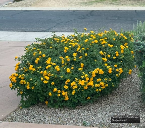 Yellow Lantana