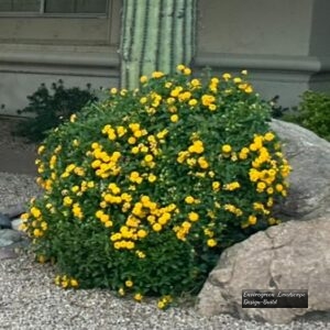 Yellow Lantana