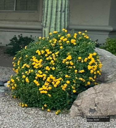 Yellow Lantana