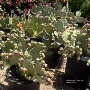 Prickly Pear