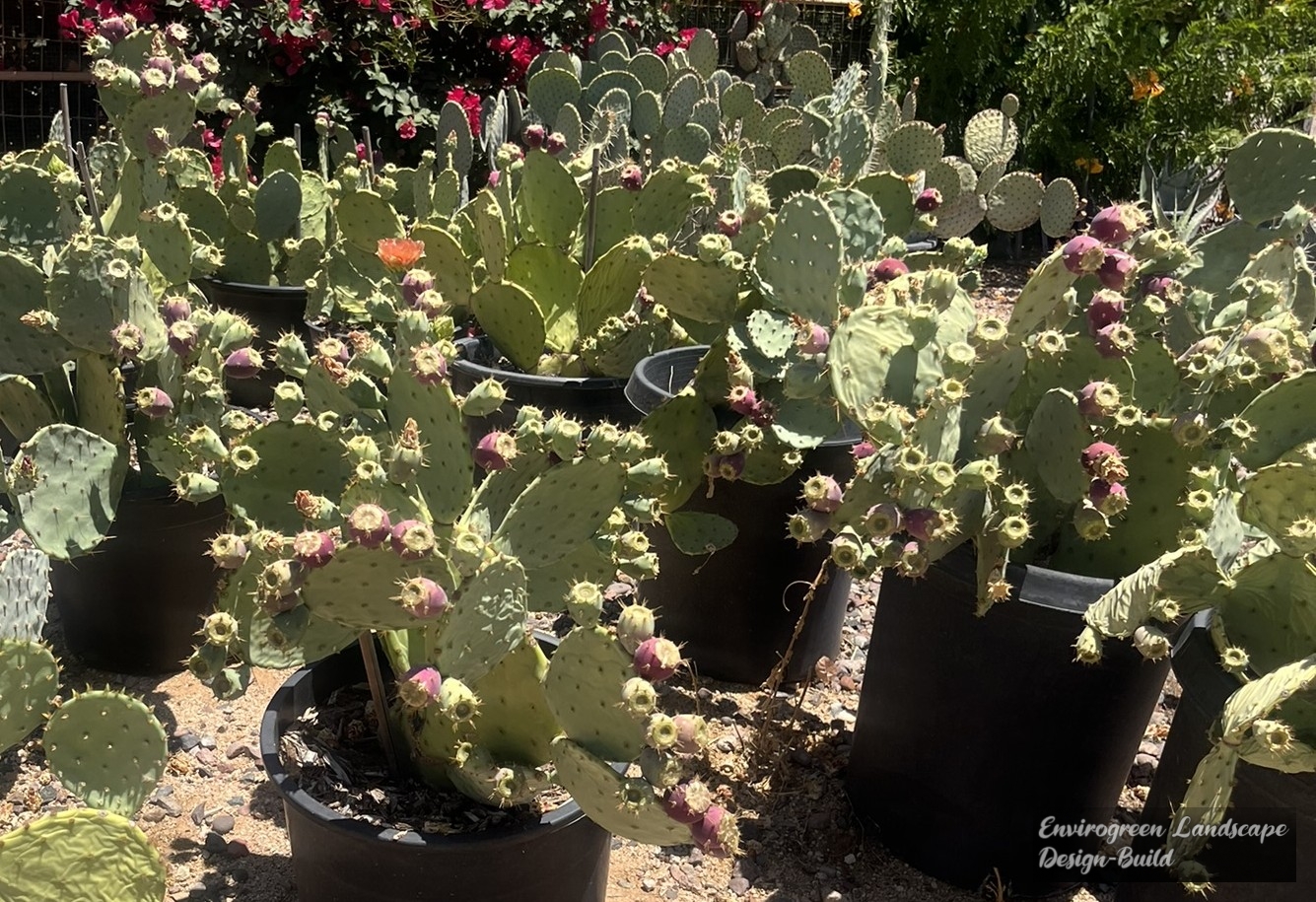 Prickly Pear