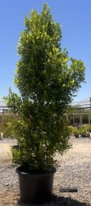 Ficus – Indian Laurel thumbnail