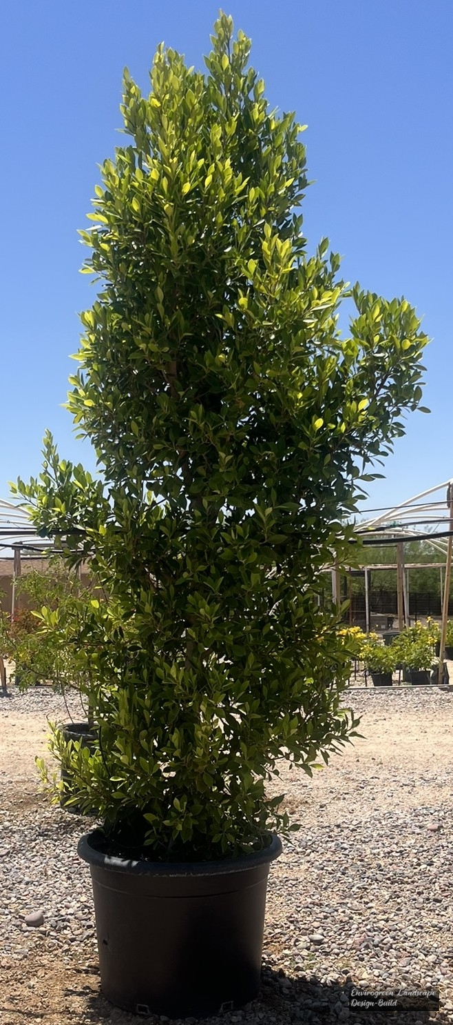 Ficus – Indian Laurel