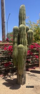Saguaro thumbnail