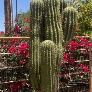 Saguaro