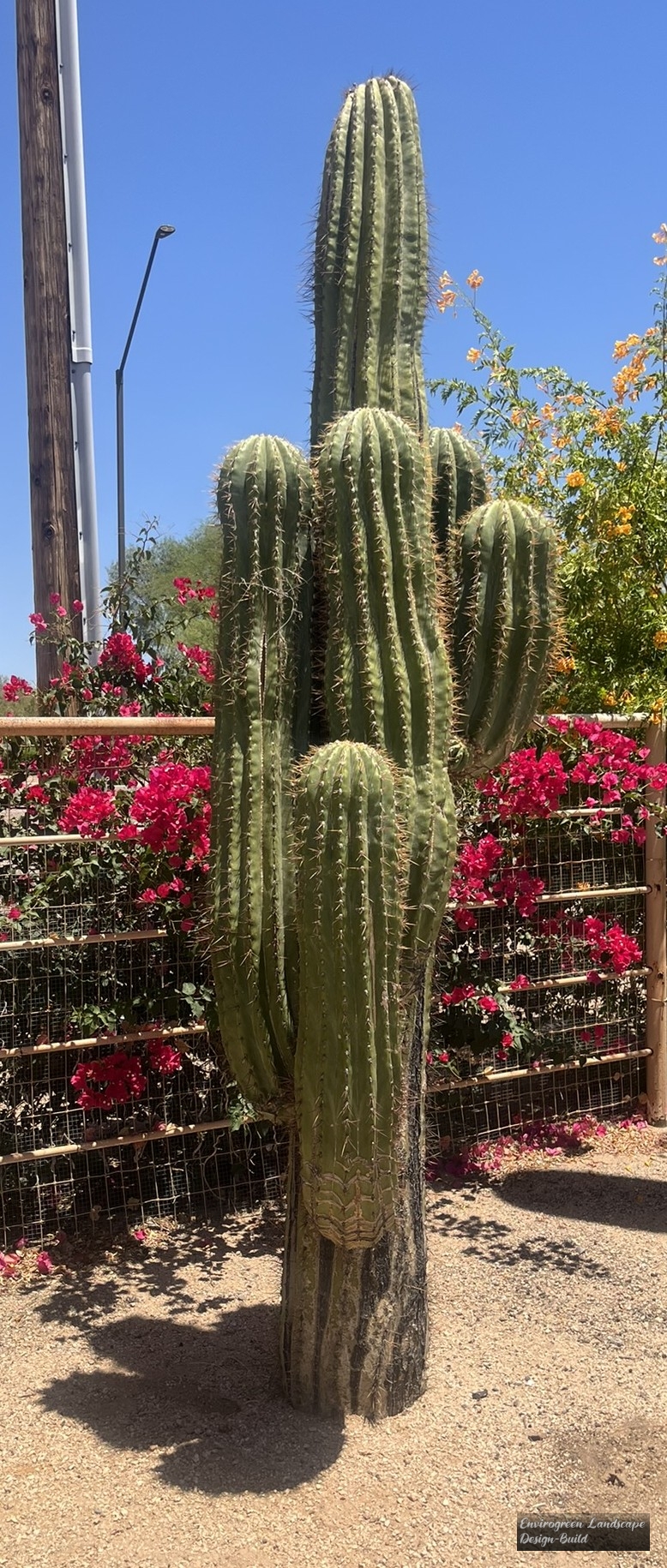 Saguaro