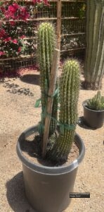 Organ Pipe thumbnail