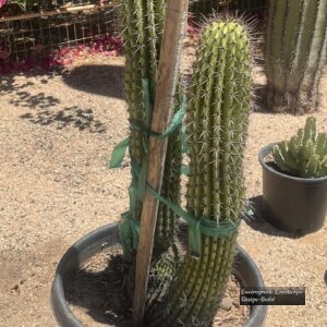 Organ Pipe