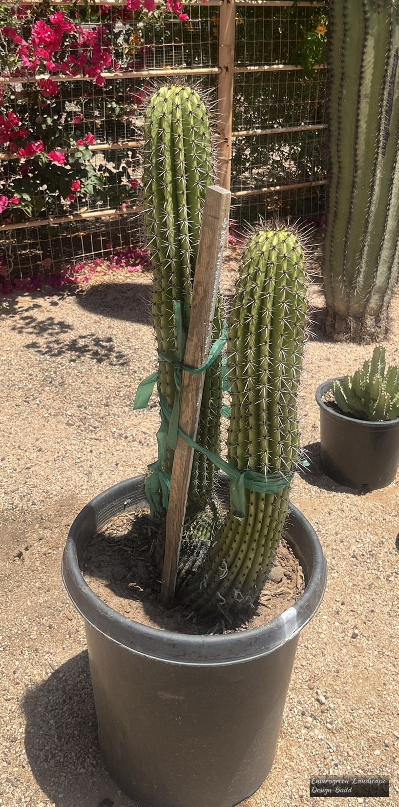 Organ Pipe