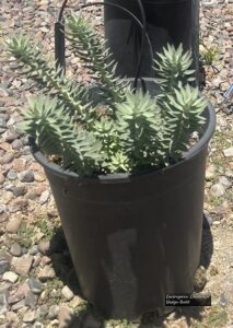 Gopher Plant thumbnail
