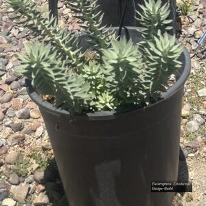 Gopher Plant