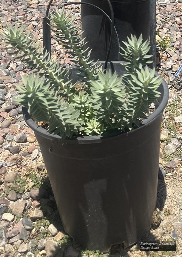 Gopher Plant
